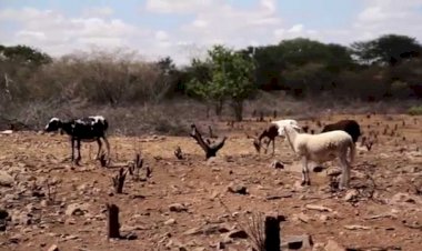 Pecuaristas da microrregião de Irecê apelam pelo apoio do governo para a distribuição de milho para o rebanho