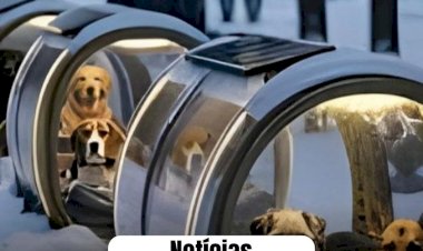 Budapeste instala abrigos aquecidos para proteger cães de rua do frio extremo