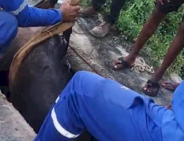 Cavalo cai em estação de esgoto e é resgatado por técnicos da Embasa em Irecê