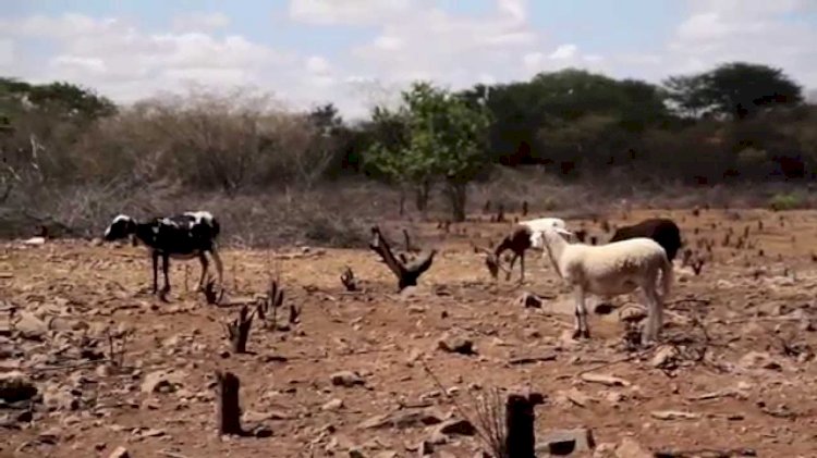 Pecuaristas da microrregião de Irecê apelam pelo apoio do governo para a distribuição de milho para o rebanho