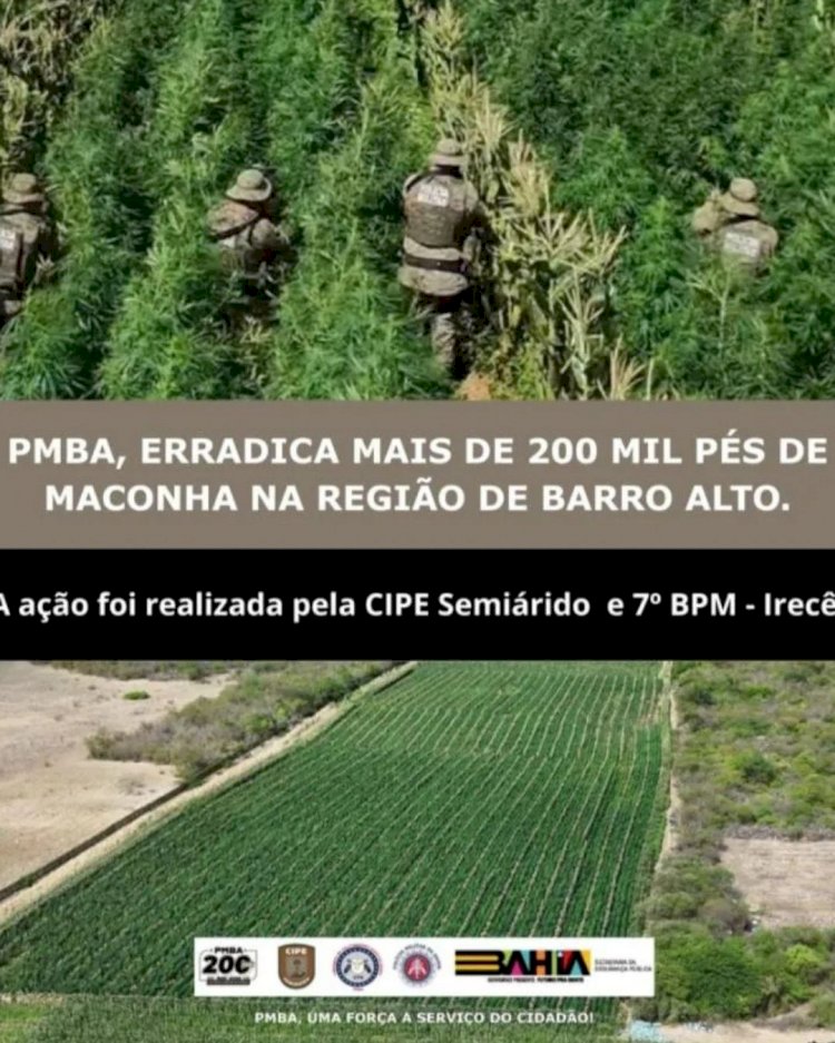 Operação destrói grande plantação de maconha na zona rural de Barro Alto